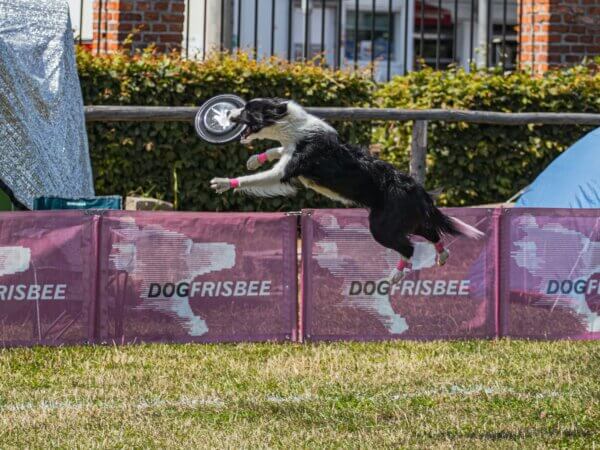 Dog Frisbee